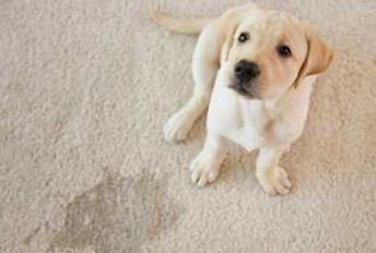 pet odor treatment on your carpets